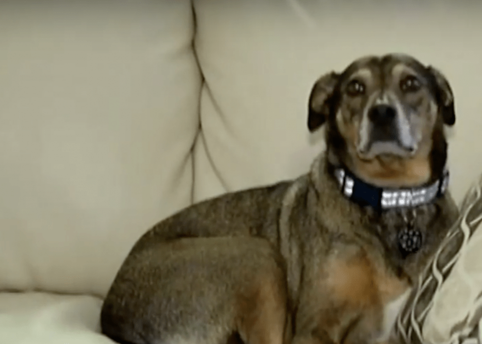 30 courageous stories from K9 companions Stacker